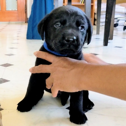 ラブラドールレトリバーの子犬（ID:1277711047）の3枚目の写真/更新日:2022-08-23