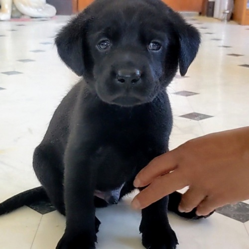 ラブラドールレトリバーの子犬（ID:1277711047）の5枚目の写真/更新日:2022-08-23