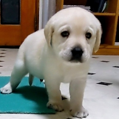 ラブラドールレトリバーの子犬（ID:1277711048）の1枚目の写真/更新日:2022-08-29