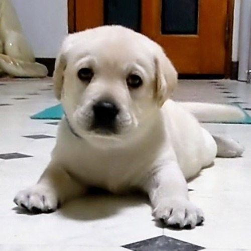 ラブラドールレトリバーの子犬（ID:1277711048）の2枚目の写真/更新日:2022-08-29