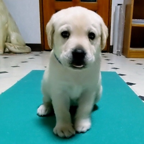ラブラドールレトリバーの子犬（ID:1277711048）の3枚目の写真/更新日:2022-08-29