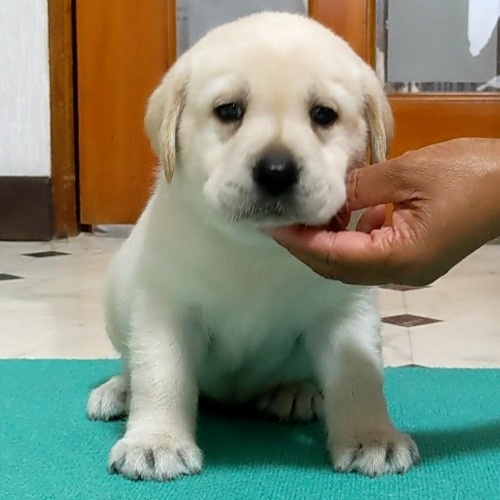 ラブラドールレトリバーの子犬（ID:1277711049）の1枚目の写真/更新日:2022-08-30