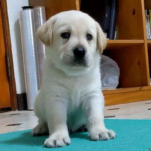 ラブラドールレトリバーの子犬（ID:1277711049）の3枚目の写真/更新日:2022-08-30