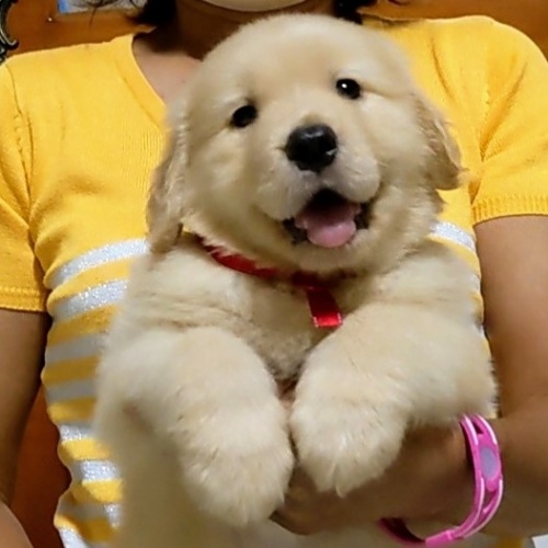 ゴールデンレトリバーの子犬（ID:1277711050）の1枚目の写真/更新日:2022-09-14