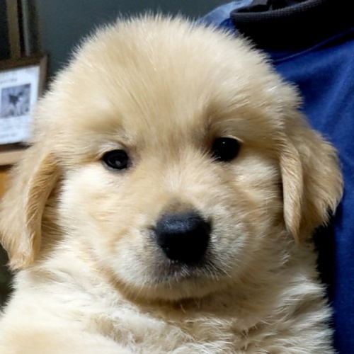 ゴールデンレトリバーの子犬（ID:1277711051）の1枚目の写真/更新日:2022-09-24