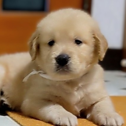 ゴールデンレトリバーの子犬（ID:1277711052）の1枚目の写真/更新日:2022-09-24