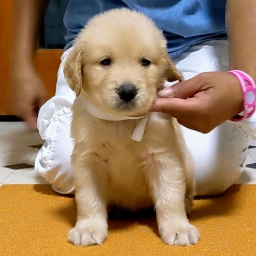 ゴールデンレトリバーの子犬（ID:1277711052）の3枚目の写真/更新日:2022-09-24