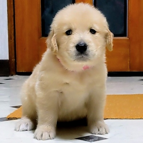 ゴールデンレトリバーの子犬（ID:1277711053）の3枚目の写真/更新日:2022-09-24