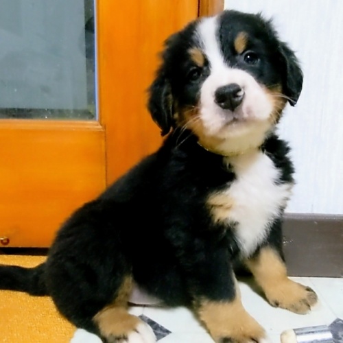 バーニーズ・マウンテン・ドッグの子犬（ID:1277711057）の4枚目の写真/更新日:2022-11-03