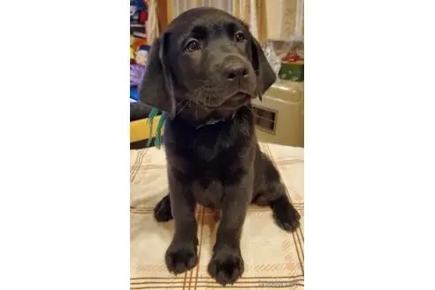 ラブラドールレトリバーの子犬（ID:1278211002）の1枚目の写真/更新日:2022-08-12