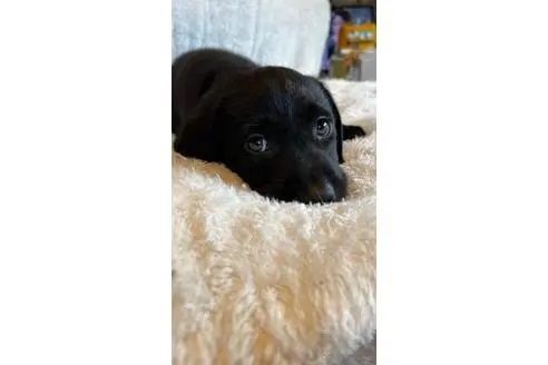 ラブラドールレトリバーの子犬（ID:1278211004）の2枚目の写真/更新日:2022-08-13