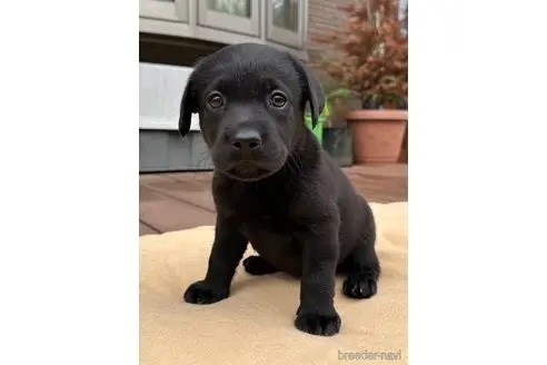 ラブラドールレトリバーの子犬（ID:1278211025）の1枚目の写真/更新日:2022-08-13
