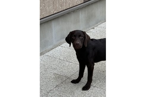 ラブラドールレトリバーの子犬（ID:1278211029）の1枚目の写真/更新日:2023-11-30