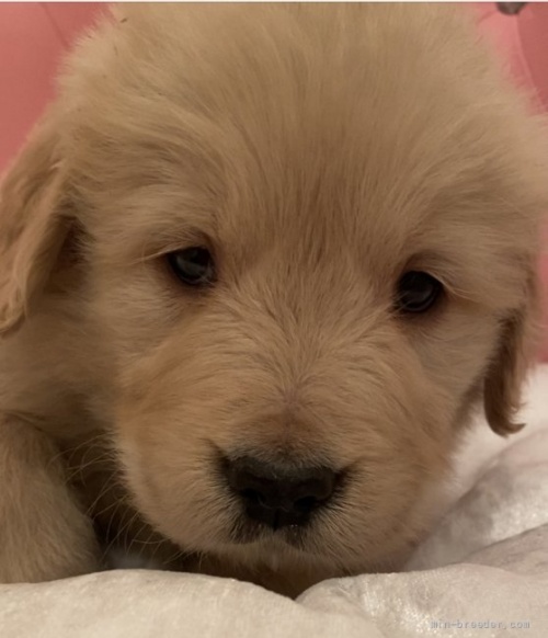 ゴールデンレトリバーの子犬（ID:1279311028）の1枚目の写真/更新日:2022-03-05