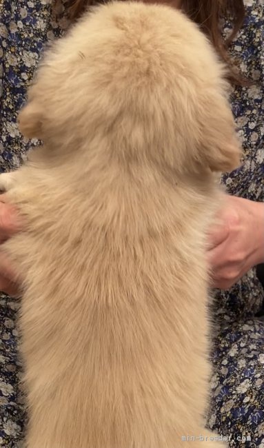 ゴールデンレトリバーの子犬（ID:1279311031）の3枚目の写真/更新日:2021-05-05