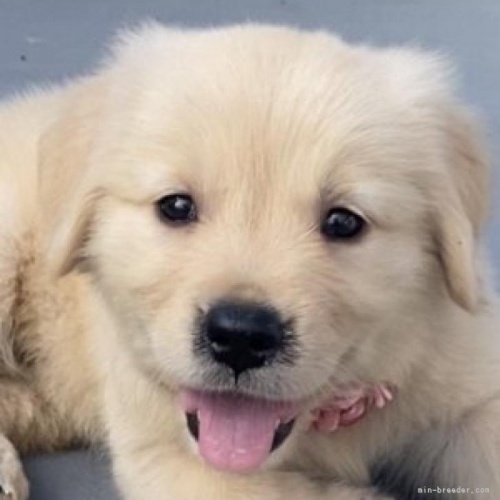 ゴールデンレトリバーの子犬（ID:1279311034）の1枚目の写真/更新日:2021-12-22