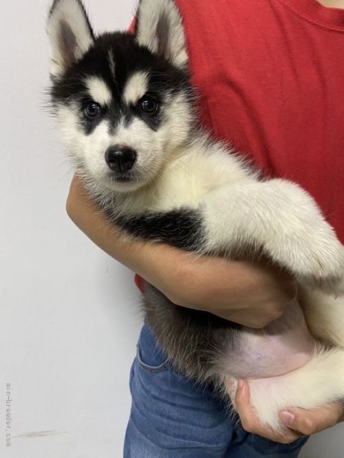 シベリアンハスキーの子犬（ID:1279311038）の2枚目の写真/更新日:2021-09-19