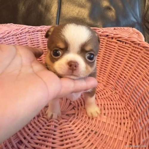 �`�����i�����O�j�̎q���iID:1279311042�j��1���ڂ̎ʐ^/�X�V��:2026-01-14