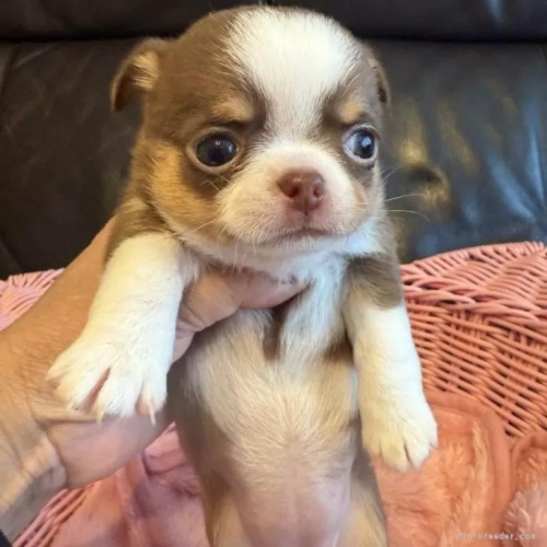 �`�����i�����O�j�̎q���iID:1279311042�j��3���ڂ̎ʐ^/�X�V��:2026-01-14