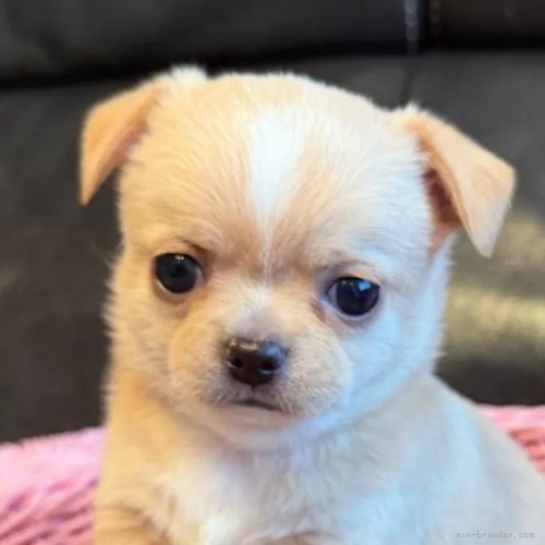 �`�����i�����O�j�̎q���iID:1279311043�j��1���ڂ̎ʐ^/�X�V��:2026-01-14