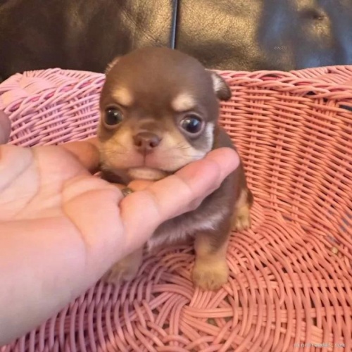 �`�����i�����O�j�̎q���iID:1279311044�j��1���ڂ̎ʐ^/�X�V��:2026-01-14