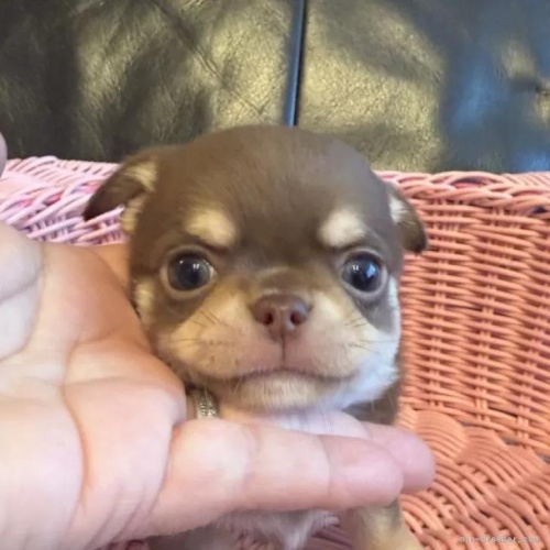 �`�����i�����O�j�̎q���iID:1279311044�j��2���ڂ̎ʐ^/�X�V��:2026-01-14