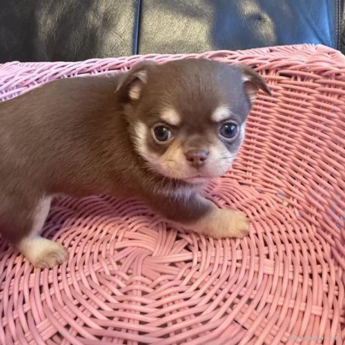 �`�����i�����O�j�̎q���iID:1279311044�j��3���ڂ̎ʐ^/�X�V��:2026-01-14