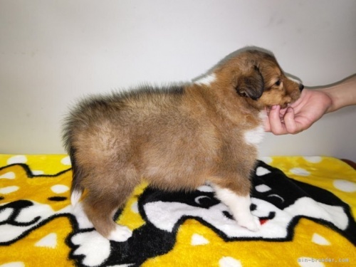 シェットランドシープドッグの子犬（ID:1279411010）の2枚目の写真/更新日:2023-06-05