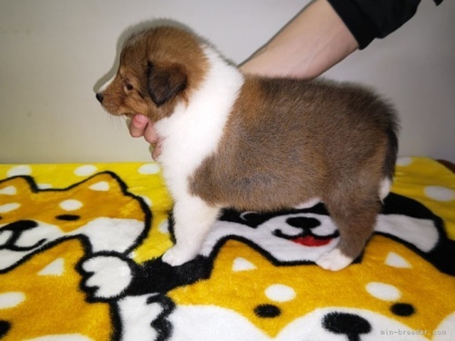 シェットランドシープドッグの子犬（ID:1279411022）の2枚目の写真/更新日:2023-06-05