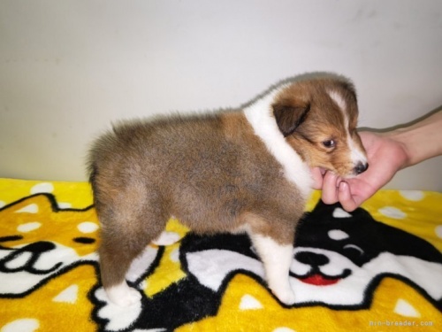 シェットランドシープドッグの子犬（ID:1279411022）の3枚目の写真/更新日:2023-06-05