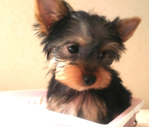 ヨークシャーテリアの子犬（ID:1280011014）の1枚目の写真/更新日:2022-01-17