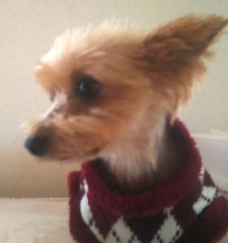 ヨークシャーテリアの子犬（ID:1280011014）の4枚目の写真/更新日:2022-01-12