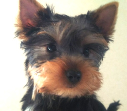 ヨークシャーテリアの子犬（ID:1280011015）の1枚目の写真/更新日:2022-01-17