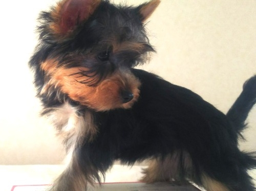 ヨークシャーテリアの子犬（ID:1280011015）の2枚目の写真/更新日:2022-01-17