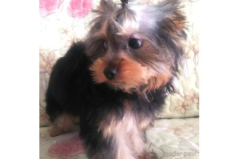 ヨークシャーテリアの子犬（ID:1280011017）の2枚目の写真/更新日:2023-03-04