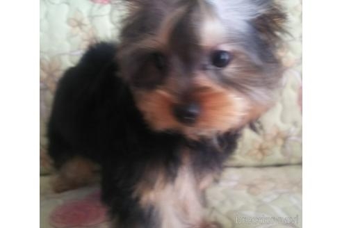ヨークシャーテリアの子犬（ID:1280011017）の5枚目の写真/更新日:2023-02-28