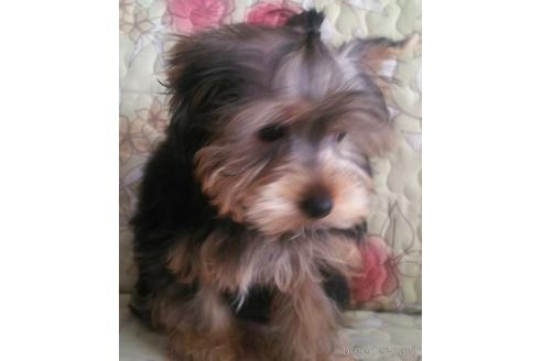 ヨークシャーテリアの子犬（ID:1280011018）の4枚目の写真/更新日:2023-02-28