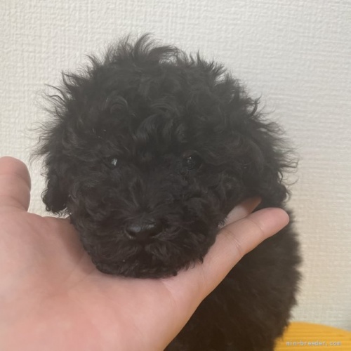 トイプードルの子犬(ID:1280511001)の1枚目の写真/更新日:2020-04-01