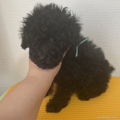 トイプードルの子犬(ID:1280511001)の2枚目の写真/更新日:2020-04-01