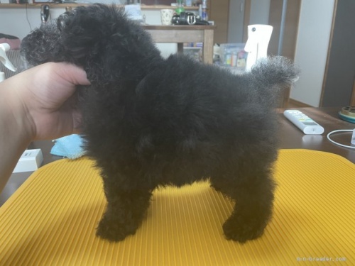 トイプードルの子犬(ID:1280511001)の3枚目の写真/更新日:2020-04-01