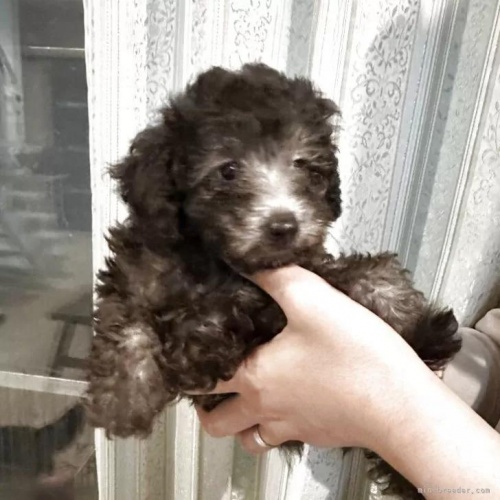 �g�C�v�[�h���̎q���iID:1280711026�j��1���ڂ̎ʐ^/�X�V��:2026-01-12