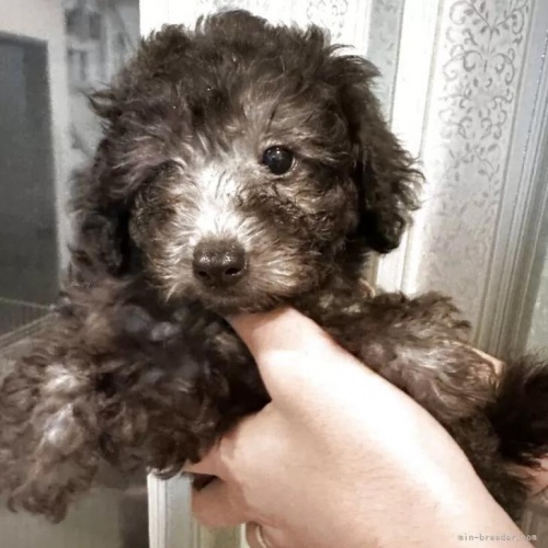 �g�C�v�[�h���̎q���iID:1280711026�j��2���ڂ̎ʐ^/�X�V��:2026-01-12