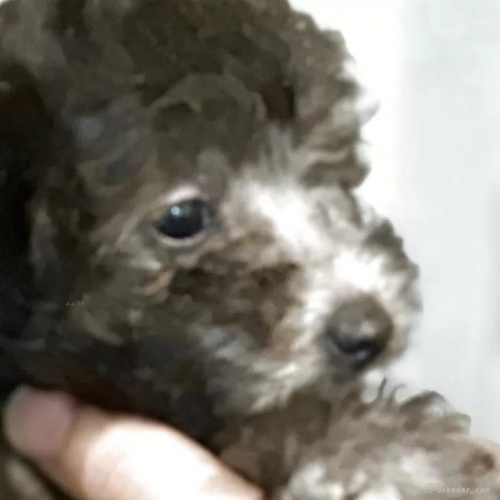 �g�C�v�[�h���̎q���iID:1280711026�j��3���ڂ̎ʐ^/�X�V��:2026-01-12