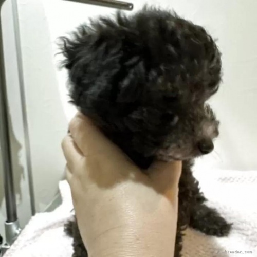 �g�C�v�[�h���̎q���iID:1280711026�j��4���ڂ̎ʐ^/�X�V��:2026-01-12