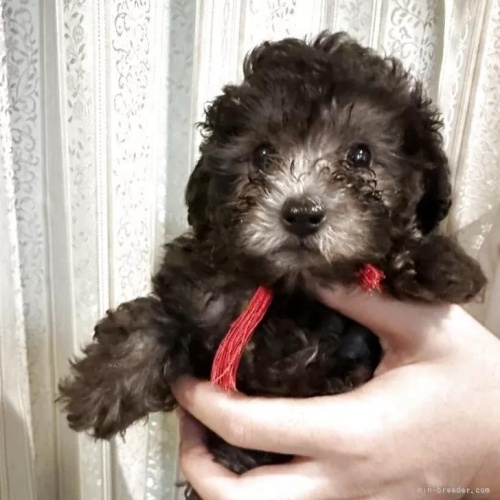 �g�C�v�[�h���̎q���iID:1280711027�j��2���ڂ̎ʐ^/�X�V��:2026-01-12