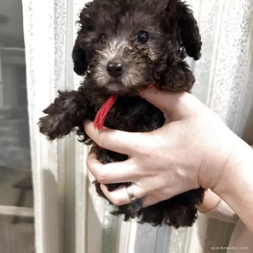 �g�C�v�[�h���̎q���iID:1280711027�j��3���ڂ̎ʐ^/�X�V��:2026-01-12