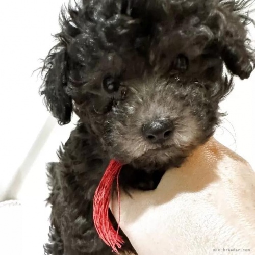 �g�C�v�[�h���̎q���iID:1280711027�j��4���ڂ̎ʐ^/�X�V��:2026-01-12