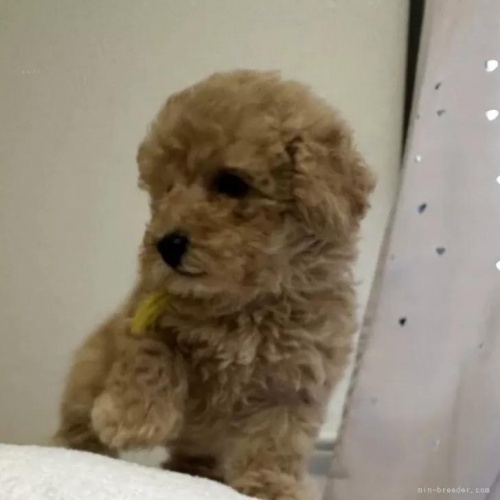 �g�C�v�[�h���̎q���iID:1280711028�j��2���ڂ̎ʐ^/�X�V��:2026-01-12