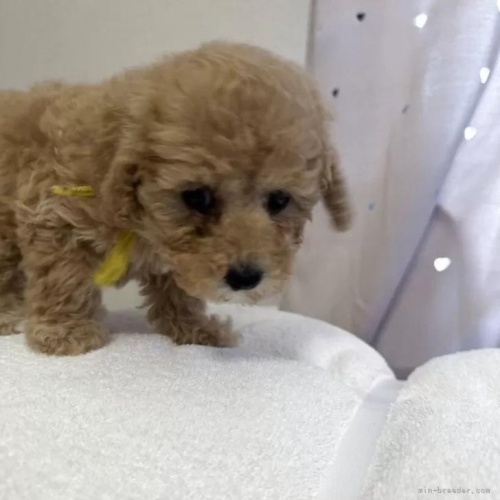 �g�C�v�[�h���̎q���iID:1280711028�j��3���ڂ̎ʐ^/�X�V��:2026-01-12