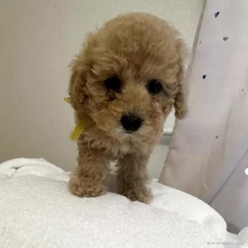 �g�C�v�[�h���̎q���iID:1280711028�j��4���ڂ̎ʐ^/�X�V��:2026-01-12